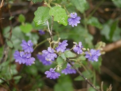 Dampiera hederacea