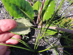 Gerbera tomentosa