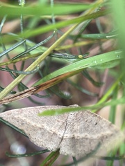 Taxeotis perlinearia