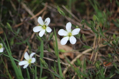 Arenaria montana