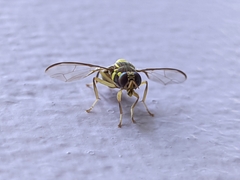 Bactrocera dorsalis