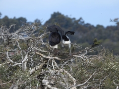Threskiornis spinicollis