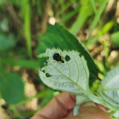 Phymatapoderus latipennis