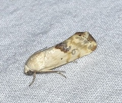 Ponometia libedis