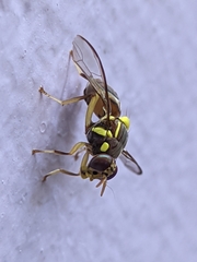 Bactrocera dorsalis