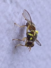 Bactrocera dorsalis