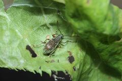 Phyllolytus variabilis