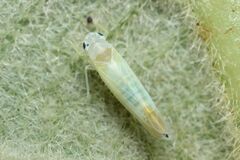 Alebrasca actinidiae