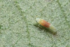 Alebrasca actinidiae