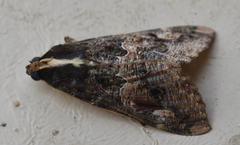 Sphingomorpha chlorea