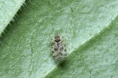 Corythucha marmorata