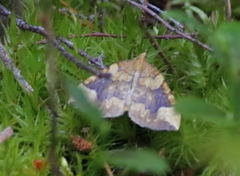 Eulithis populata