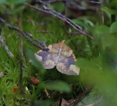 Eulithis populata