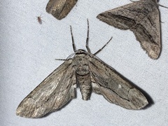 Holochroa dissociarius