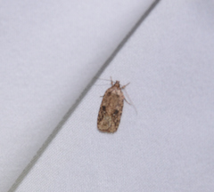Agonopterix pulvipennella