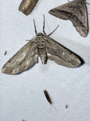 Holochroa dissociarius