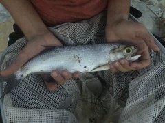 Hiodon alosoides