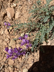 Astragalus zionis
