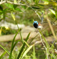 Malurus lamberti