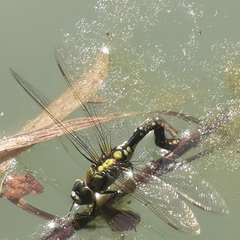 Anax nigrofasciatus