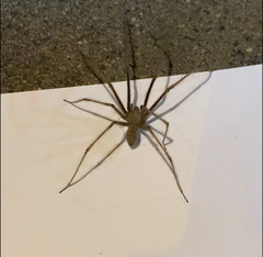 Eratigena