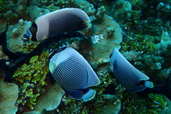 Chaetodon reticulatus