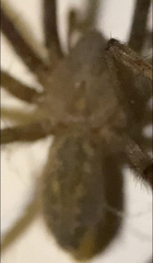 Eratigena