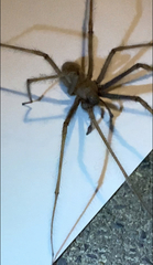Eratigena