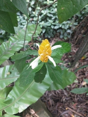 Pachystachys lutea