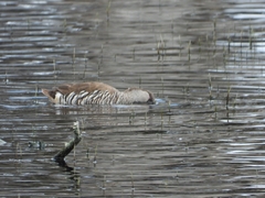 Malacorhynchus membranaceus