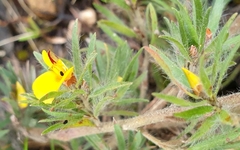 Pultenaea involucrata