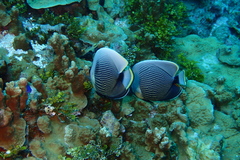 Chaetodon reticulatus