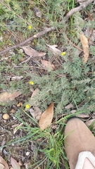 Pultenaea involucrata