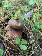 Geastrum rufescens