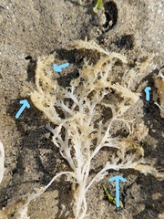 Sphaerococcus coronopifolius