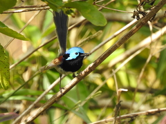 Malurus lamberti