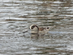 Malacorhynchus membranaceus