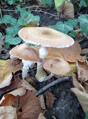 Armillaria gallica