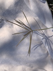 Chloris verticillata