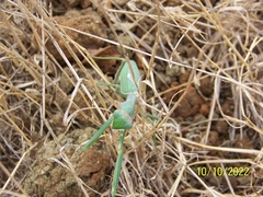 Sphodromantis viridis