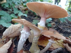 Armillaria gallica