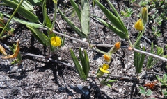 Rhynchosia leucoscias