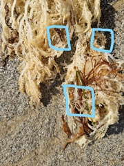 Sphaerococcus coronopifolius