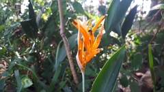 Heliconia psittacorum