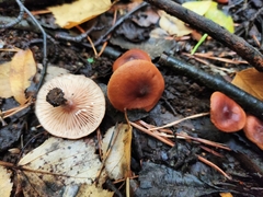 Lactarius lacunarum