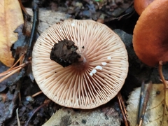 Lactarius lacunarum