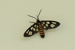 Amata huebneri