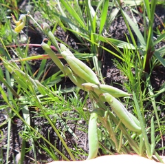 Rhynchosia leucoscias