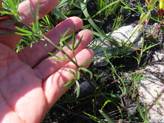 Rhynchosia leucoscias