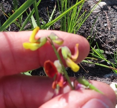 Rhynchosia leucoscias